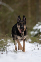 A dark colored East European Shepherd dog runs toward the viewer with its tongue out. The dog is in a snowy forest, having a good time during a winter day