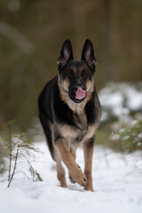 An East European Shepherd dog is walking through the snowy forest during the daytime. The canine is licking its nose with its tongue out