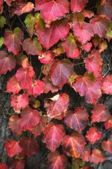 red autumn leaves