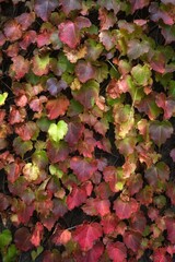 Autumn leaves of creeper (Parthenocissus quinquefolia