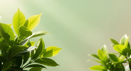spring greenery, fresh green leaves, soft sunlight
