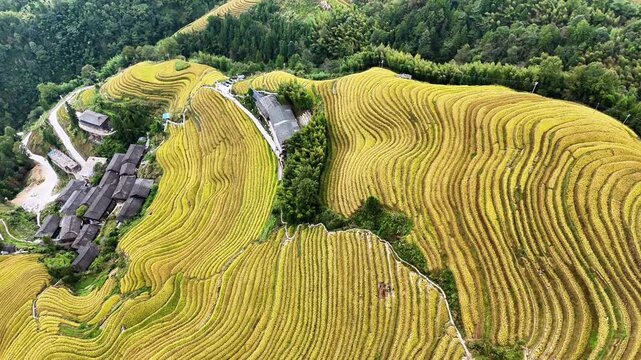 Drone Shot of Longsheng Rice Terraces in Autumn, Guilin, Guangxi, China