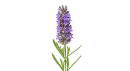 Naklejka premium Fragrant lavender flower isolated PNG on transparent background, purple blossom with green leaves for aromatherapy and herbal medicine