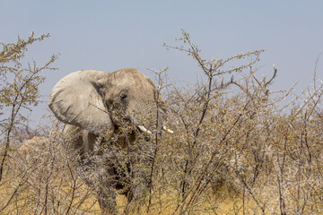 elephant in the wilderness of etosha np © Andreas