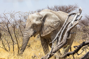 Fototapeta premium elephant in the wilderness of etosha np