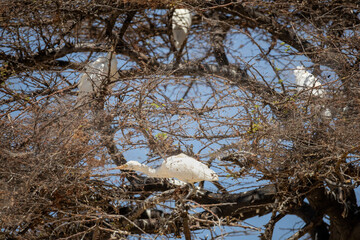 white great egret perching in tree of etosha np © Andreas