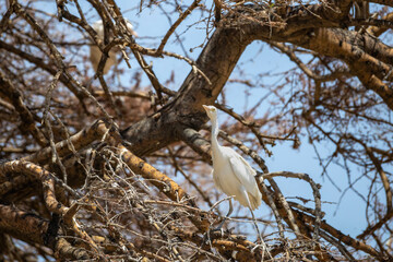 white great egret perching in tree of etosha np © Andreas