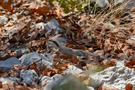 rainbow skink on ground of halali resort in etosha np
