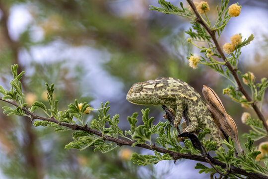 close up of chameleon hidden in tree 
