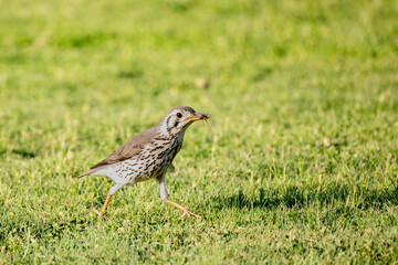 groundscraper thrush with food in its beak