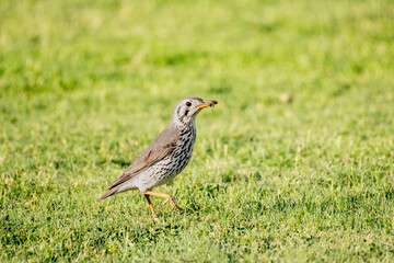 groundscraper thrush with food in its beak