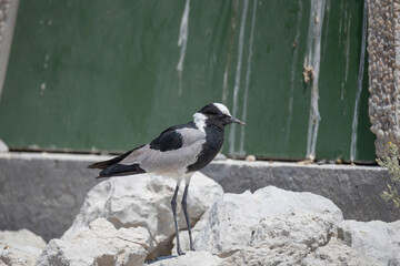 blacksmith plover on ground of etosha np © Andreas