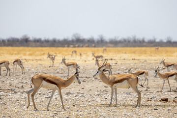 Naklejka premium springboks in the wild of etosha np