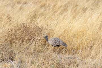 white-quilled bustard in dry grass 