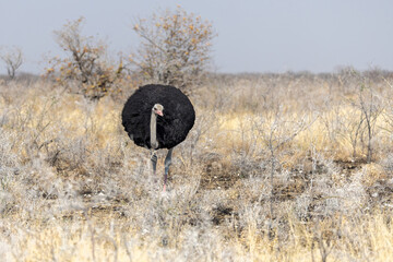 ostrich in the dry wilderness of etosha np