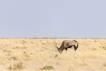 oryx in grassland of etosha np