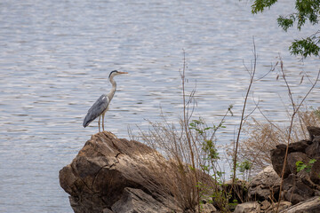 Grey heron standing on rock of lake oanob-dam
