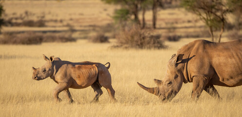 white rhinoceros with calf on grassland of hardap region in namibia