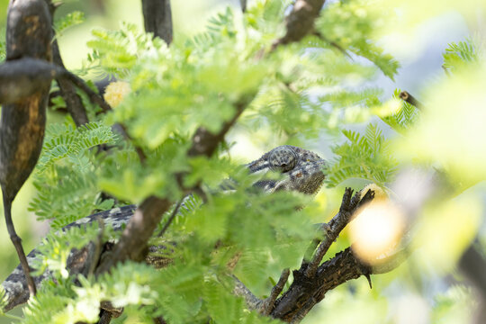 close up of chameleon hidden in tree 