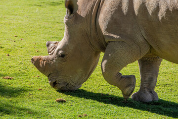 Naklejka premium head of grazing white rhinoceros