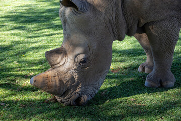 Fototapeta premium head of grazing white rhinoceros