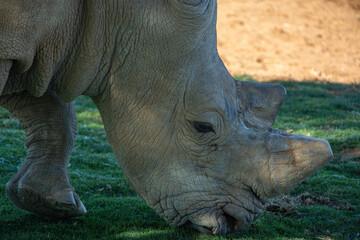 Obraz premium head of grazing white rhinoceros