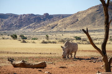 white rhinoceros in the hardap region of namibia © Andreas