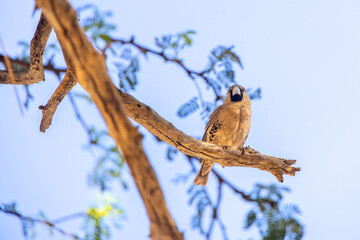 Sociable weaver perching on branch against blue sky