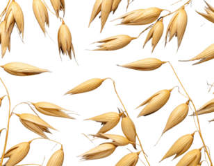 Flat Lay of Scattered Golden Oat Stalks in Organic Arrangement, Modern Minimalist Aesthetic, PNG