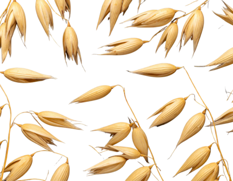 Flat Lay of Scattered Golden Oat Stalks in Organic Arrangement, Modern Minimalist Aesthetic, PNG