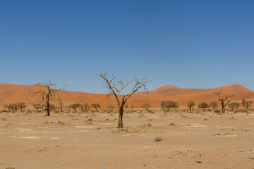 dead tree against red dunes in sossusvlei