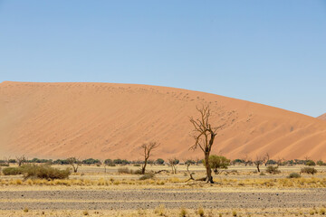 dead tree against red dunes in sossusvlei