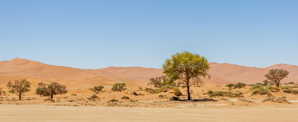 camel thorn against dune in sossusvlei