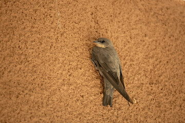 rock martin on a wall of a building close to Windhoek