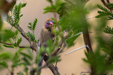 Violet-eared waxbill perching on branch