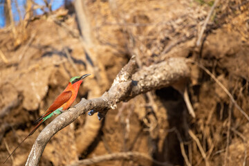 bee-eater perching on branch in zambezi region