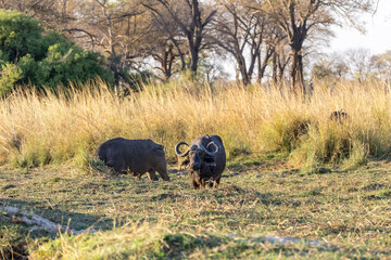 african buffalos in the wild of Zambezi Region