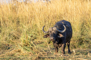 african buffalo in the wild of zambezi region