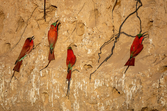 southern carmine bee-eaters and their breeding burrows