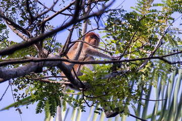 Los Asombrosos Narigudos de Borneo
