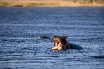 hippo with open mouth in okavango river