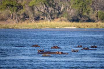 hippos in okavango river in Zambezi region