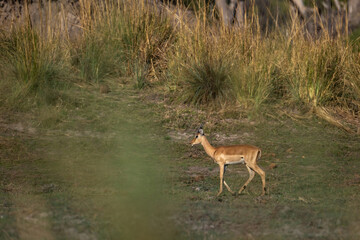 impala in the wild on riverbank of okavango river