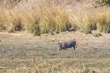 warthog on riverbank of okavango river