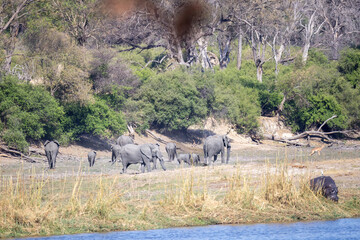 herd of elephants on riverbank of okavango river