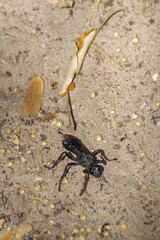 sphecid wasp on the ground 