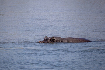 Fototapeta premium hippo partially under water in okavango river