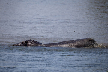 hippo partially under water in okavango river