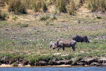 warthogs on riverbank of okavango river