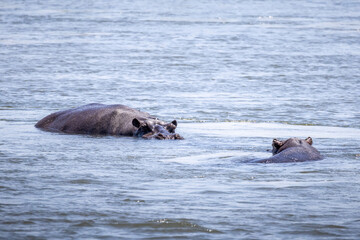 Fototapeta premium hippos in okavango river partially under water
